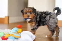 Jackson, a male Yorkipoo for sale in Fresno, OH – Photo 2 of 10