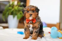 Jackson, a male Yorkipoo for sale in Fresno, OH – Photo 5 of 10