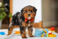 Jackson, a male Yorkipoo for sale in Fresno, OH – Photo 7 of 10