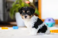 Claire, a female Yorkipoo for sale in Fresno, OH – Photo 5 of 5