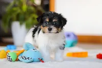 Claire, a female Yorkipoo for sale in Fresno, OH – Photo 3 of 5