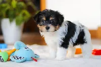 Claire, a female Yorkipoo for sale in Fresno, OH – Photo 4 of 5