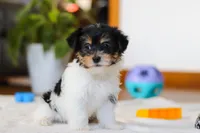 Claire, a female Yorkipoo for sale in Fresno, OH – Photo 2 of 5