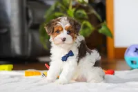 Brodie, a male Yorkipoo for sale in Fresno, OH – Photo 4 of 8