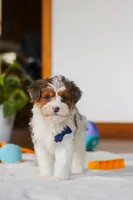 Brodie, a male Yorkipoo for sale in Fresno, OH – Photo 7 of 8