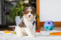 Brodie, a male Yorkipoo for sale in Fresno, OH – Photo 3 of 8