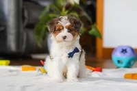 Brodie, a male Yorkipoo for sale in Fresno, OH – Photo 1 of 8