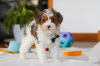 Brodie, a male Yorkipoo for sale in Fresno, OH – Photo 5 of 8