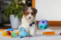 Brodie, a male Yorkipoo for sale in Fresno, OH – Photo 2 of 8