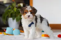 Brodie, a male Yorkipoo for sale in Fresno, OH – Photo 6 of 8