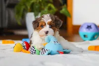 Brodie, a male Yorkipoo for sale in Fresno, OH – Photo 8 of 8