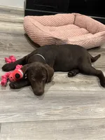 koko, a female Labrador Retriever for sale in Lewisville, TX – 6 of 6