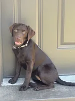 koko, a female Labrador Retriever for sale in Lewisville, TX – 2 of 6