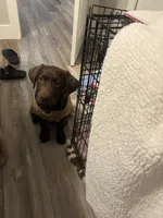 koko, a female Labrador Retriever for sale in Lewisville, TX – 4 of 6
