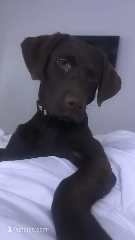 koko – Labrador Retriever puppy for sale in Lewisville, TX