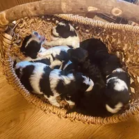 stewart, a male Miniature Goldendoodle for sale in Lillington, NC – 2 of 2
