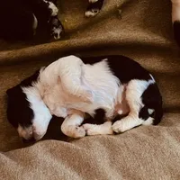 Wester, a male Miniature Goldendoodle for sale in Lillington, NC – 3 of 3
