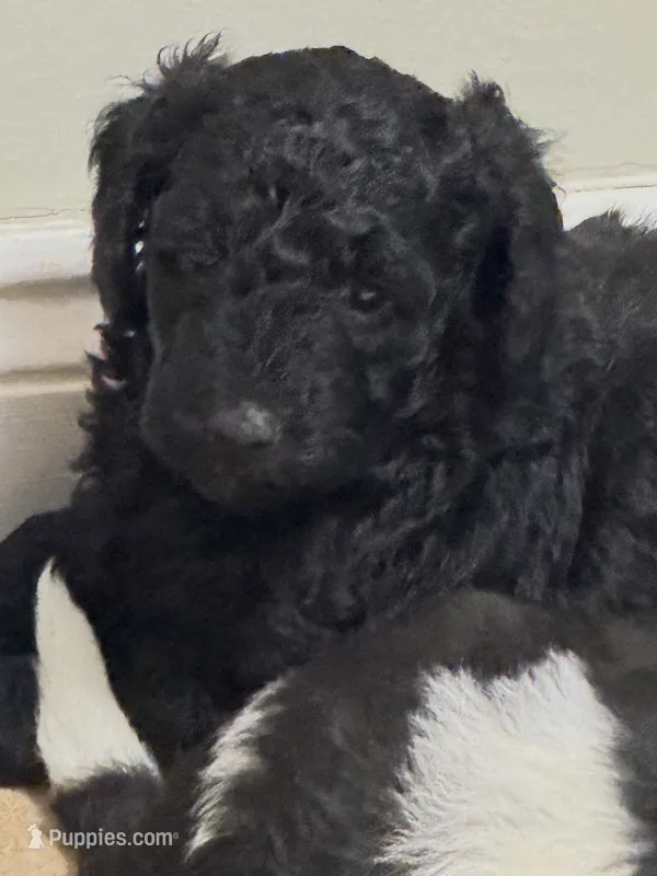 Sadie – Miniature Goldendoodle puppy for sale in Lillington, NC