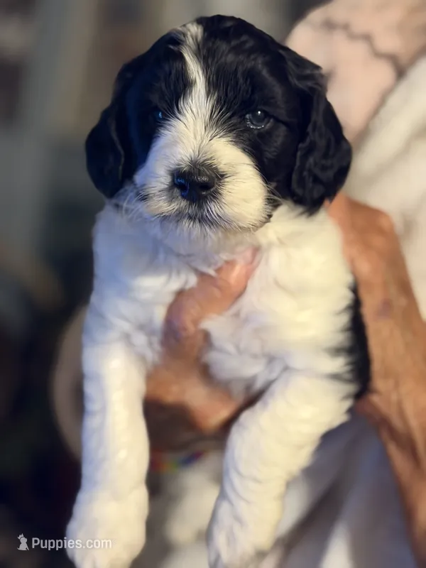 Mitilda – Miniature Goldendoodle puppy for sale in Lillington, NC