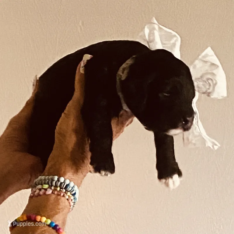 phantom – Miniature Goldendoodle puppy for sale in Lillington, NC