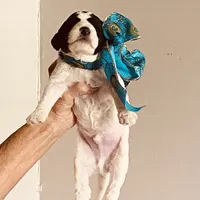 Wester, a male Miniature Goldendoodle for sale in Lillington, NC – 1 of 3