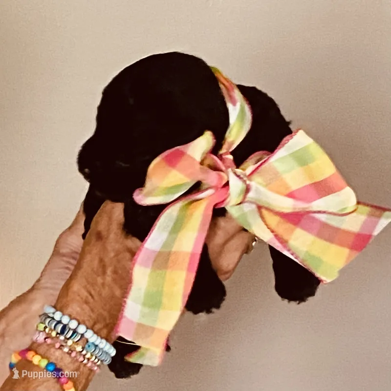 Sadie – Miniature Goldendoodle puppy for sale in Lillington, NC