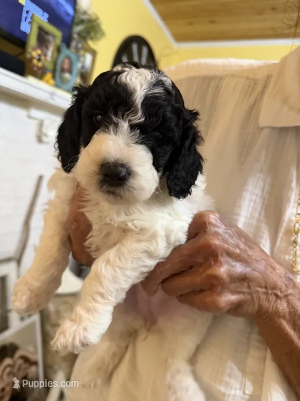 Brandy – Miniature Goldendoodle puppy for sale in Lillington, NC