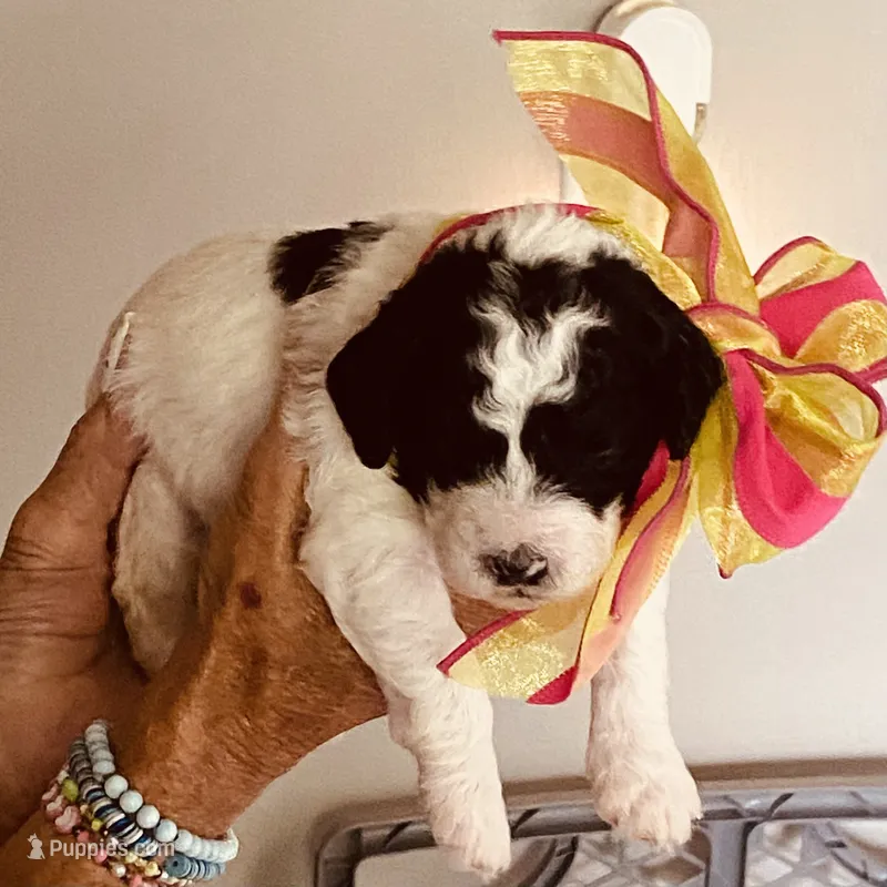 Brandy – Miniature Goldendoodle puppy for sale in Lillington, NC