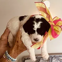 Brandy, a female Miniature Goldendoodle for sale in Lillington, NC – 1 of 2