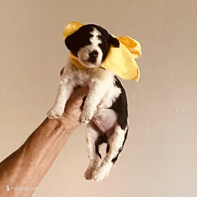 stewart – Miniature Goldendoodle puppy for sale in Lillington, NC