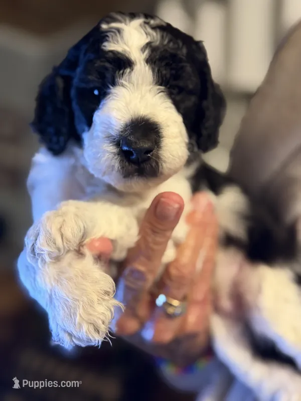 Stewart – Miniature Goldendoodle puppy for sale in Lillington, NC
