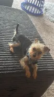 Prince, a male Yorkshire Terrier for sale in Saginaw, MI – 1 of 1