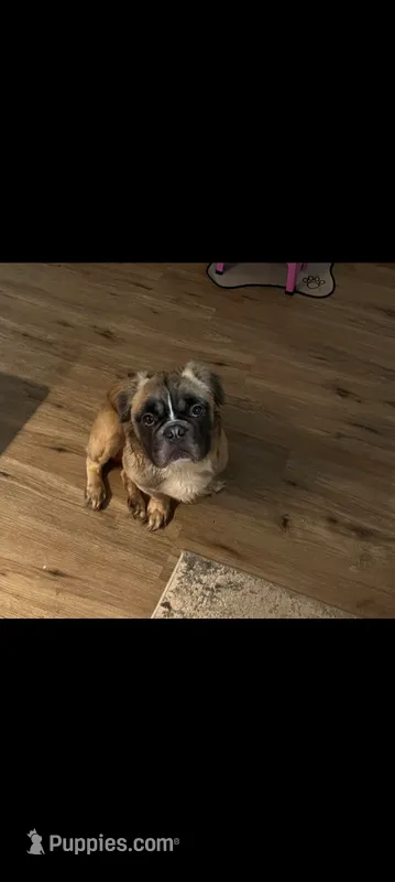 Teddy – French Bulldog, Australian Shepherd puppy for sale in Billerica, MA