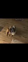 Teddy, a male French Bulldog and Australian Shepherd for sale in Billerica, MA – 1 of 10