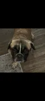 Teddy, a male French Bulldog and Australian Shepherd for sale in Billerica, MA – 3 of 10