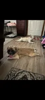 Teddy, a male French Bulldog and Australian Shepherd for sale in Billerica, MA – 10 of 10