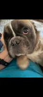Teddy, a male French Bulldog and Australian Shepherd for sale in Billerica, MA – 6 of 10