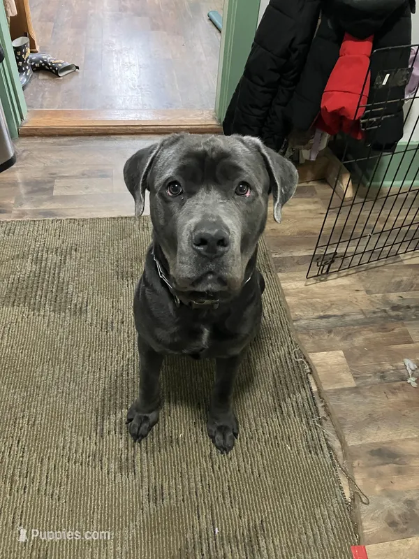Valor – Cane Corso puppy for sale in Greenville, OH