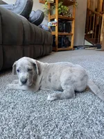 Vincent , a male Great Dane for sale in Elmira, NY – 3 of 8