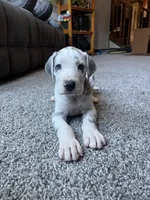 Daisy , a female Great Dane for sale in Elmira, NY – 9 of 9