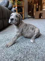 Vergil , a male Great Dane for sale in Elmira, NY – 8 of 10