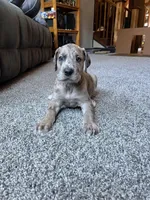 Vergil , a male Great Dane for sale in Elmira, NY – 9 of 10