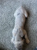 Vincent , a male Great Dane for sale in Elmira, NY – 8 of 8