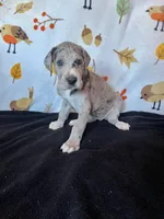 Astrid , a female Great Dane for sale in Elmira, NY – 4 of 9