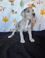 Astrid , a female Great Dane for sale in Elmira, NY – 9 of 9