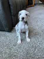 Daisy , a female Great Dane for sale in Elmira, NY – 4 of 9