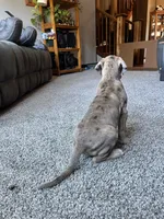 Vergil , a male Great Dane for sale in Elmira, NY – 4 of 10