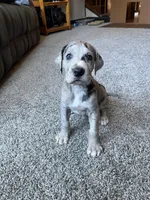 Astrid , a female Great Dane for sale in Elmira, NY – 5 of 9