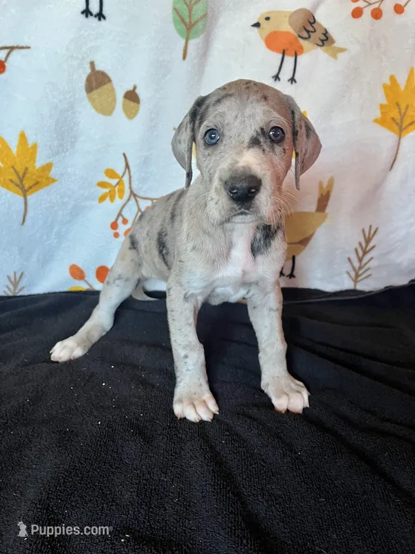 Astrid  – Great Dane puppy for sale in Elmira, NY