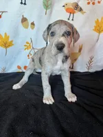 Astrid , a female Great Dane for sale in Elmira, NY – 1 of 9